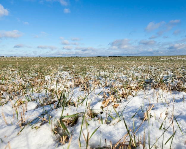 Junge grüne Weizenblätter in der Winterzeit. Landschaft mit Himmel und Wolken im Hintergrund