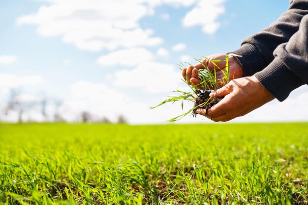 Junge grüne Weizensämlinge in den Händen eines Landwirts Agronom prüft und untersucht Roggensprossen