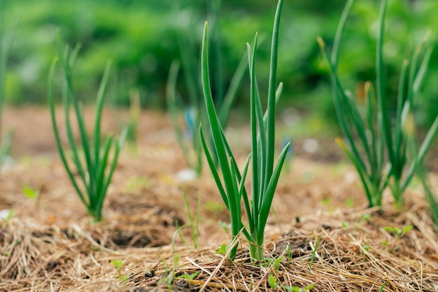 Junge grüne Zwiebelsprossen wachsen an Sommertagen mit Mulch bedeckt, die in Reihen im Garten aufgereiht sind. Bio-Garten, Bauernhof, Landwirtschaft, Natur, gesundes Ernährungskonzept. Nahaufnahme, weicher Fokus, Kopierraum.