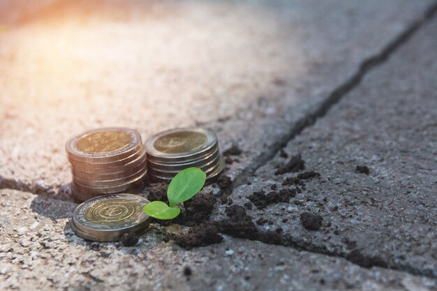 Junge Grünpflanze mit Stapelmünze auf dem Boden für wachsendes Geschäftsfinanzkonzept.