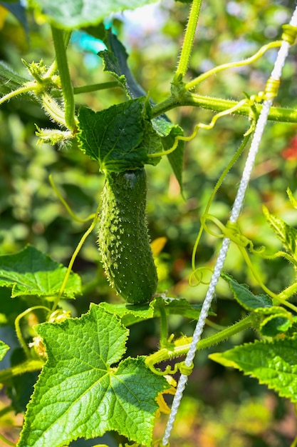 Junge Gurken mit gelben Blüten in der Gartennahaufnahme auf einem Hintergrund von grünen Blättern. Junge Gurken auf einem Ast in einem Gewächshaus.