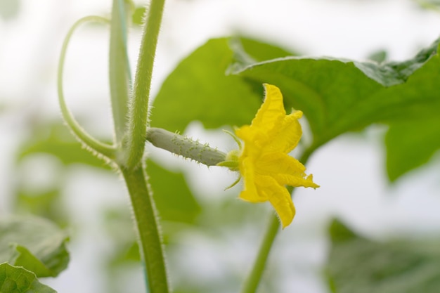 Junge Gurkennahaufnahme. Junge Gurkenpflanze im Garten. Gurke wächst im Garten