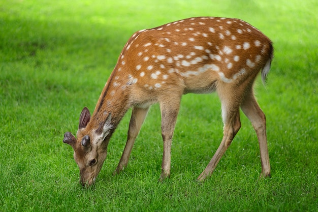 Junge Hirsche grasen auf dem Gras im Sommer auf der Farm