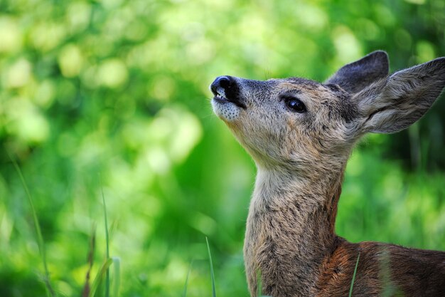 Junge Hirschporträtnahaufnahme auf dem Hintergrund der wilden Natur