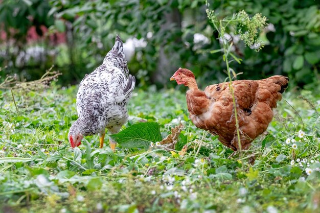 Junge Hühner züchten nackten Hals im Garten grasen auf gemähtem Gras