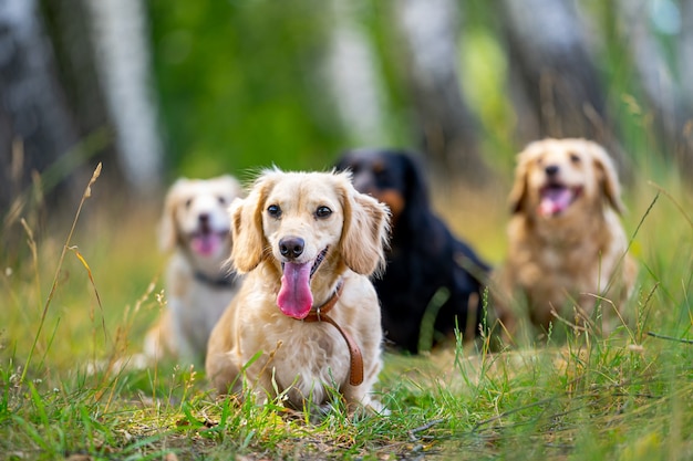 Junge Hunde posieren. Süße Hündchen oder Haustiere sehen auf Naturhintergrund glücklich aus.