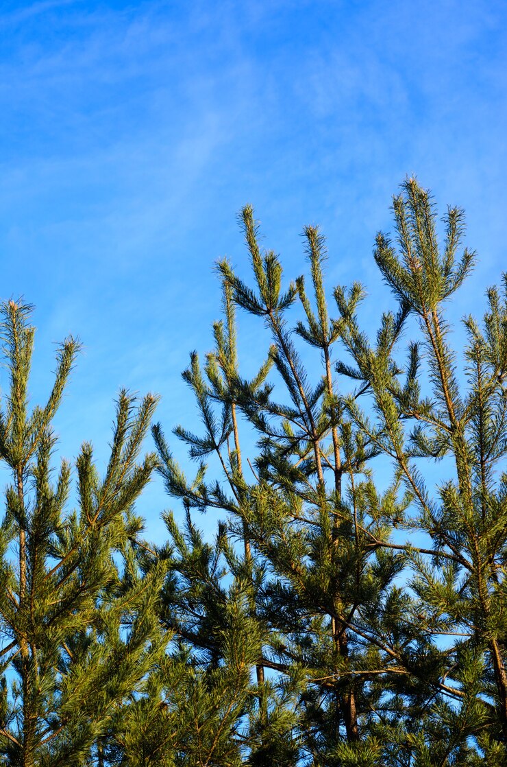 Foto junge immergrüne kiefer gegen blauen himmel in einem wald