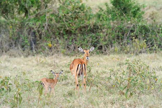 Junge Impala säugt von seiner Mutter auf dem Grasland in Afrika