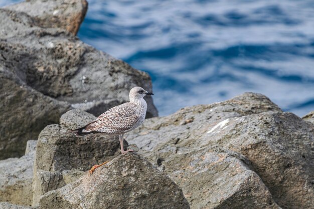 Foto junge junge gelbbeinmöwe larus michahellis steht auf felsen