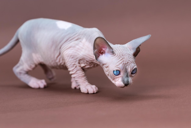 Junge kanadische Sphynx-Katze der Farbe blauer Nerz und Weiß, die auf braunem Hintergrund läuft und nach unten schaut