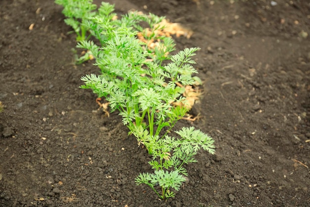 Junge Karotte wächst im Garten