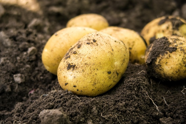 Junge Kartoffelknollen, die auf einem Kartoffelbauernhof aus dem Garten gegraben wurden. Kartoffelanbaukonzept