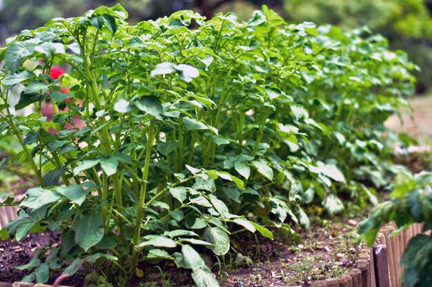 junge Kartoffeln im Garten