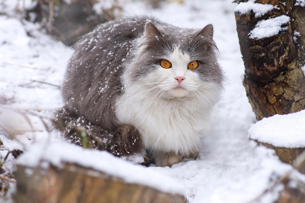 Junge Katze an einem Wintertag in einem Garten Süßes Kätzchen wird mit frischem Schnee auf dem Land gespielt