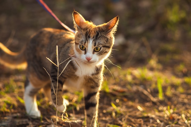 Junge Katze auf einem Geschirr geht in einem Frühlingspark mit seinem Besitzer