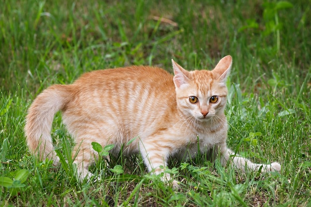 Junge Katze, die im grünen Gras am Park spielt.