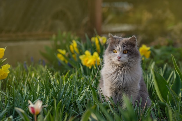 Junge Katze geht und genießt einen schönen Garten