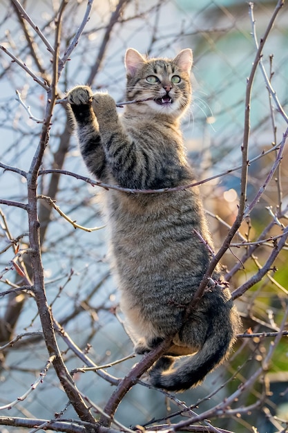 Junge Katze im Garten auf einem Baum nagt an einem Ast