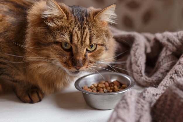 junge Katze nach dem Essen von einem Teller.