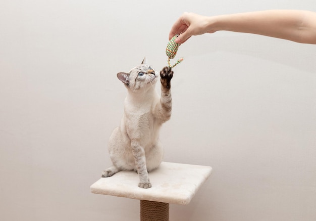 Junge Katze sitzt auf einem Kratzbaum und spielt mit dem Besitzer Lustiges Haustier