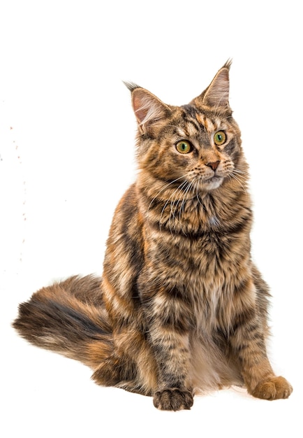 Junge Katze