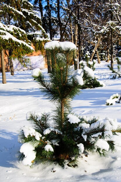 Junge Kiefer im Stadtpark im Winter