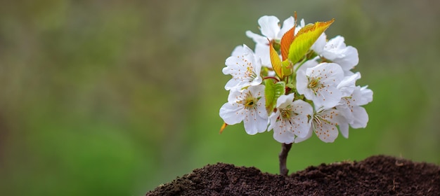 Junge Kirschtriebe mit Blumen Natürlicher abstrakter Hintergrund