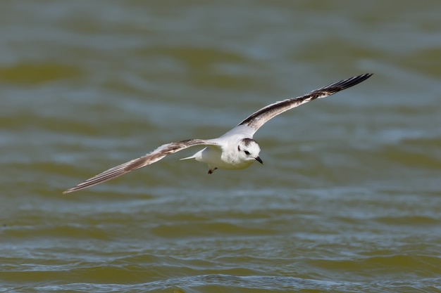 Junge kleine Möwe schoss im Flug über grünem Wasser