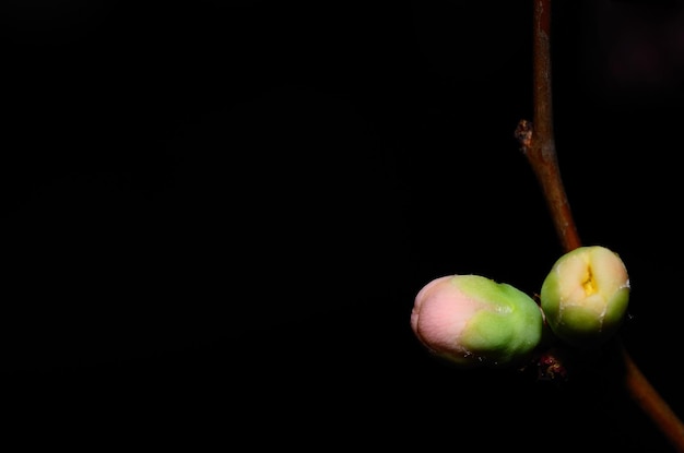 Junge Knospen auf Schwarz