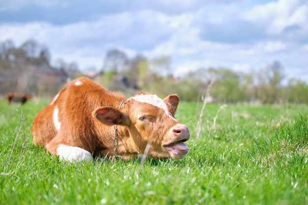 Junge krank von durstigen Kälbchen, die sich am Sommertag auf grünem Weidegras ausruhen Fütterung von Rindern auf landwirtschaftlichem Grünland