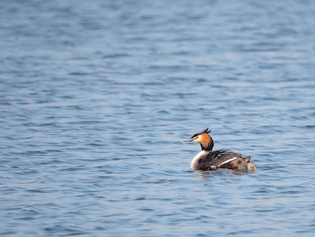 Junge Kröten zusammen auf dem Wasser-Close-Up-Foto