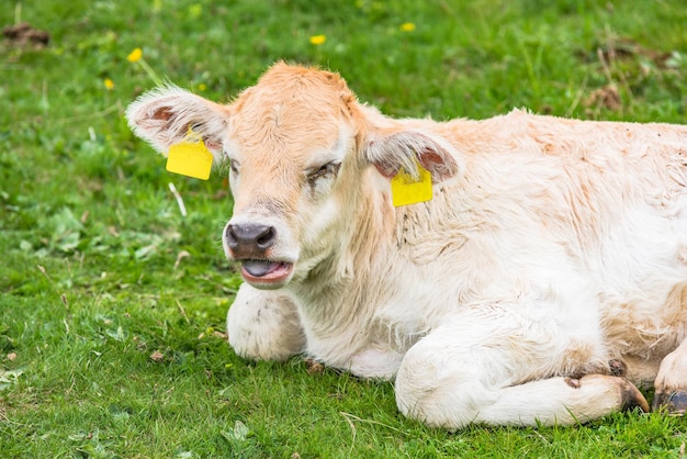 Junge Kuh auf grünem Gras