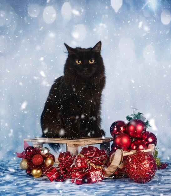 Foto junge kurilian bobtail vor weihnachtshintergrund