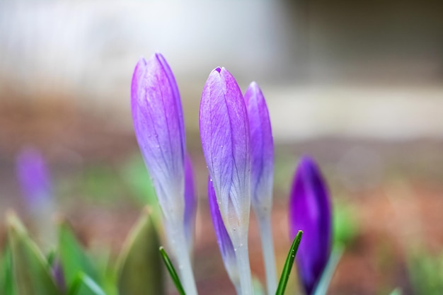 Junge lila Krokusse im Blumenbeet-Makro