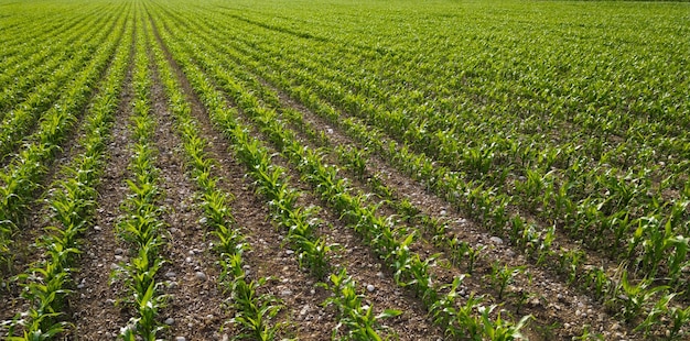 Junge Maisplantagen, die auf einem Feld wachsen