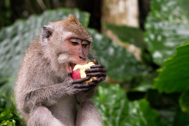 Junge Makaken-Affen essen