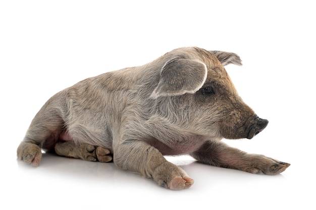 Junge Mangalica vor weißem Hintergrund