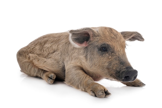 Junge Mangalica vor weißem Hintergrund