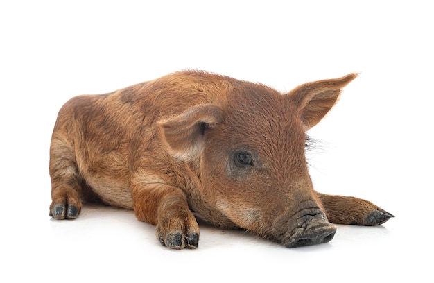 Junge Mangalica vor weißem Hintergrund