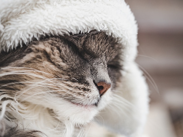 Foto junge miezekatze in einem weißen wollhut