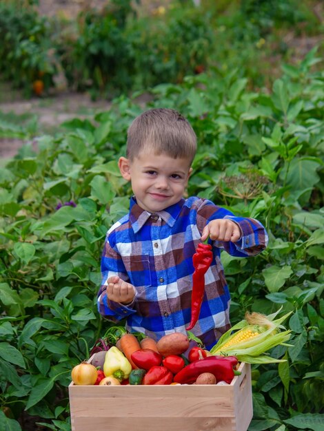 Junge mit einer Kiste Gemüse im Garten
