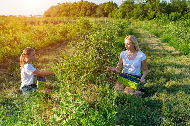 Junge Mutter mit ihrer Tochter beim Pflücken von Blaubeeren auf Bio-Bauernhof