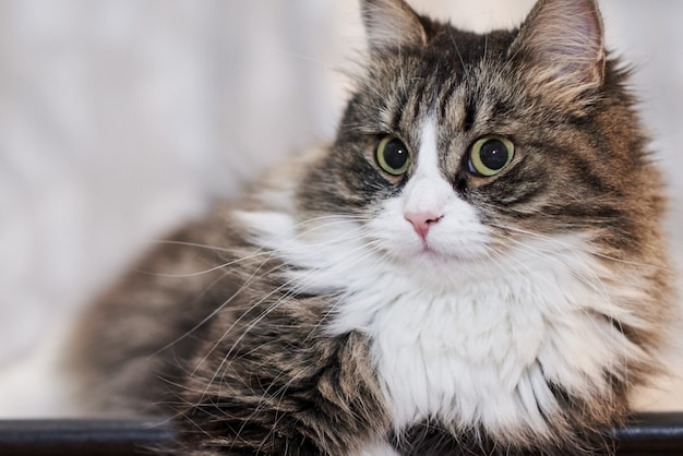 Junge nette Hauskatze zu Hause, Nahaufnahme