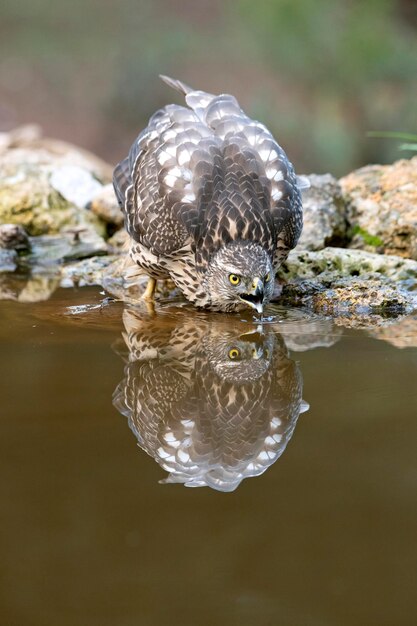 Junge Northern Habicht Weibchen trinken an einer natürlichen Wasserstelle in einem Kiefern- und Eichenwald