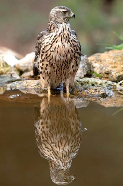 Junge Northern Habicht Weibchen trinken an einer natürlichen Wasserstelle in einem Kiefern- und Eichenwald