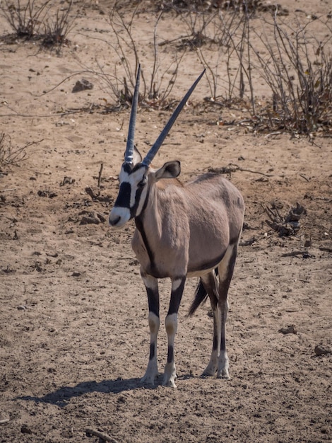 Foto junge oryx-antilope im etosha-nationalpark in namibia, afrika