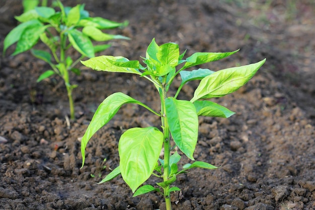 Junge Paprika, die im Garten wachsen, Süßpfefferpflanzen