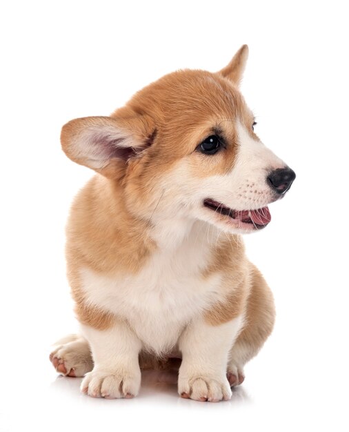 Junge Pembroke Welsh Corgi isoliert