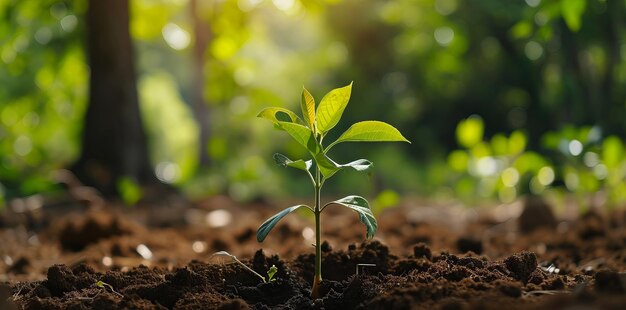 Junge Pflanze im Morgenlicht vor dem Hintergrund der Natur