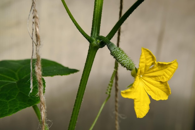 Junge Pflanzen blühende Gurken mit gelben Blumen in der Sonne Nahaufnahme auf einem Hintergrund von grünen Blättern Junge Gurken auf einem Zweig in einem Gewächshaus Wachsende und blühende Gurken im Gewächshaus